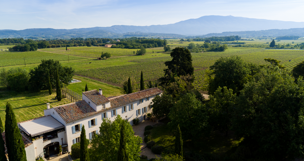 Vignes entre les pins